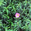 Orchid rockrose