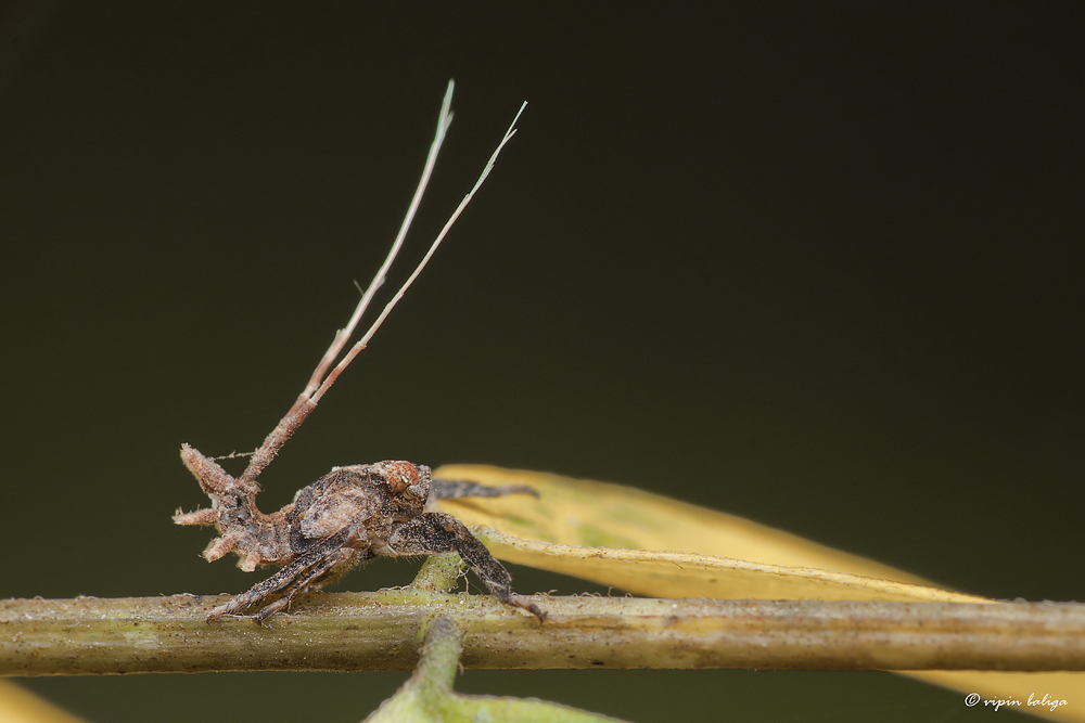Hopper for ID