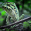 Chameleon