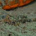 Orange and Black Dragonet