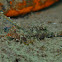 Orange and Black Dragonet