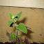 Catnip