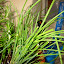 Chives
