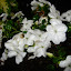 impatiens