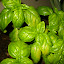 basil