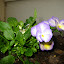 violet