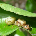 Green Ant Queen