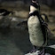 Humboldt Penguin