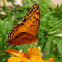 Nymphalid butterfly