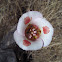 Butterfly mariposa lily
