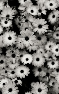 How to download Black and White Live Wallpaper patch 2.0 apk for bluestacks