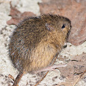 Meadow Jumping Mouse