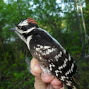 Downy Woodpecker