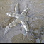 Common Sea Star