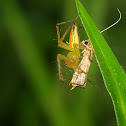 Lynx Spiders (Oxyopidae)
