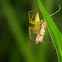 Lynx Spiders (Oxyopidae)
