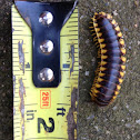Millipede