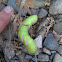 Green horned caterpillar