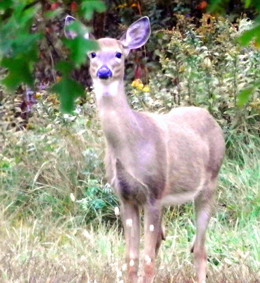 Spotting Image 1