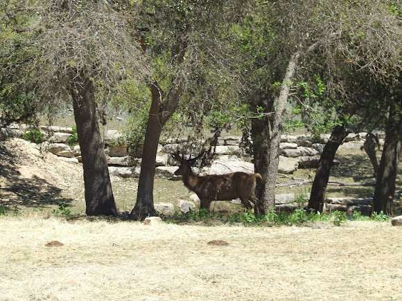 Spotting Image 1