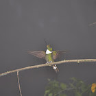 Hummingbird