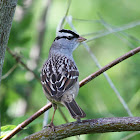 White-crowned Sparrow