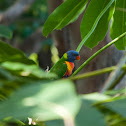 Rainbow Lorikeet