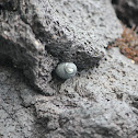 Nerita snail