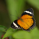 Leopard Lacewing