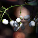 Jasmine