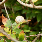 Snail