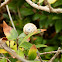 Snail