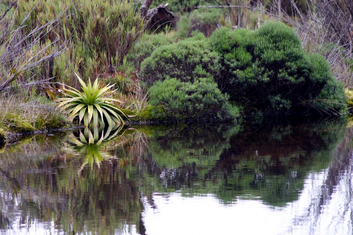 Bromelia