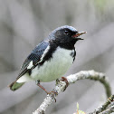 Black-throated Blue Warbler