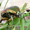 Green June Beetle