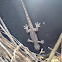 Gecko