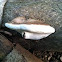 Red Belt Fungus