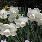 stainless daffodil