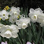 stainless daffodil