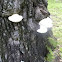 Flat Crep Mushrooms