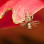 Elegant Lynx Spider