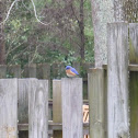 Eastern Bluebird
