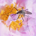Mosquito (Male)