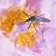 Mosquito (Male)