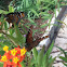 Queen butterflies