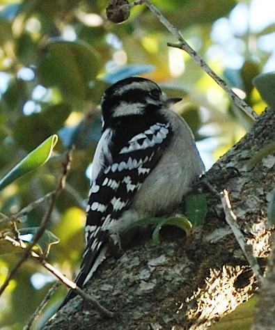 Spotting Image 1