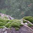 Moss