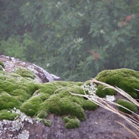Spotting Image 1
