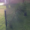 Pine Tree