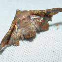 Contortionist Moth